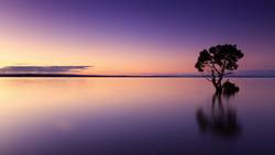 Baum spiegelt sich im Wasser bei einem orange-lila Sonnenuntergang